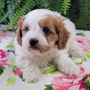 Cavapoo Puppy Kelso
