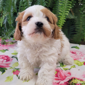 Cavapoo Puppy Kelso