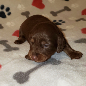 solid chocolate dachshund