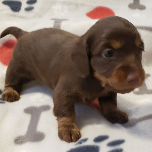 Dachshund Puppy Marla