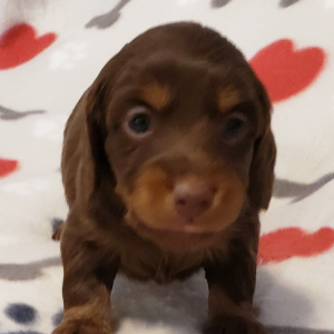 Dachshund Puppy Marla