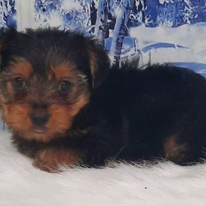 Yorkshire Terrier Puppy Riley