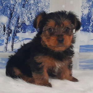 Yorkshire Terrier Puppy Riley