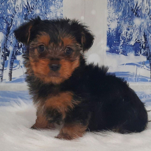 Yorkshire Terrier Puppy Riley