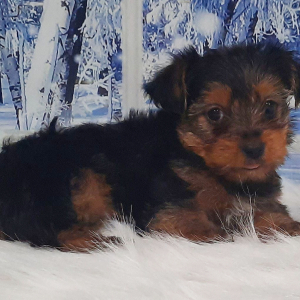 Yorkshire Terrier Puppy Riley