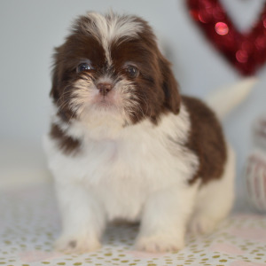 Shih Tzu Puppy Eva