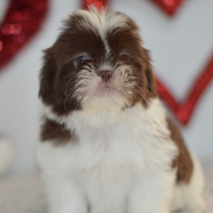 Shih Tzu Puppy Eva