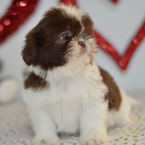 Shih Tzu Puppy Eva