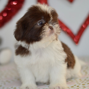 Shih Tzu Puppy Eva
