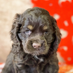 Cocker Spaniel Puppy Rory