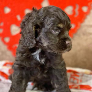 Cocker Spaniel Puppy Rory