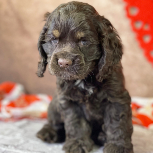 Cocker Spaniel Puppy Rory