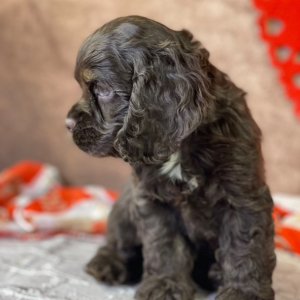 Cocker Spaniel Puppy Rory