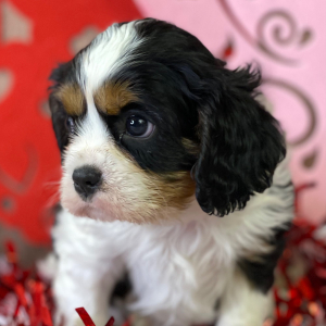 Cavalier King Charles Spaniel Puppy Kingston