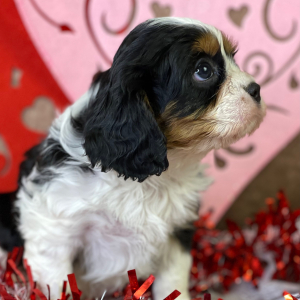 Cavalier King Charles Spaniel Puppy Kingston