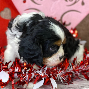 Cavalier King Charles Spaniel Puppy Kingston