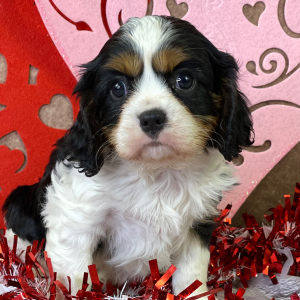 Cavalier King Charles Spaniel Puppy Kingston