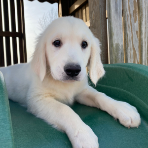 Golden Retriever Puppy Logan