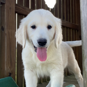 Golden Retriever Puppy Logan
