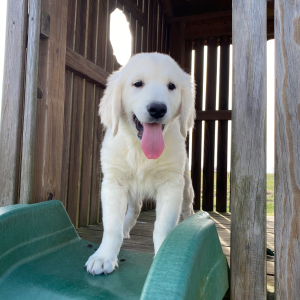 Golden Retriever Puppy Logan