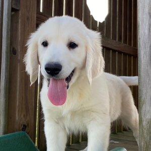 Golden Retriever Puppy Logan