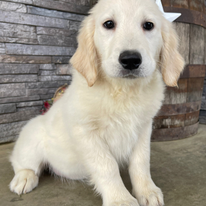 Golden Retriever Puppy Lori