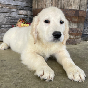 Golden Retriever Puppy Lori