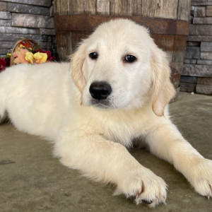 Golden Retriever Puppy Lori