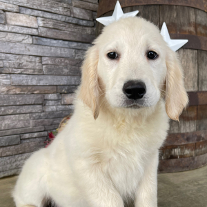 Golden Retriever Puppy Lori