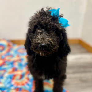 Poodle Puppy Evline