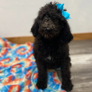 Poodle Puppy Evline