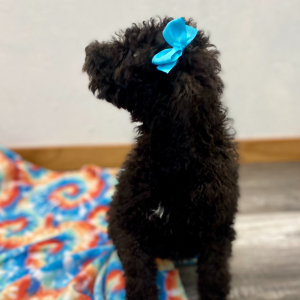 Poodle Puppy Evline