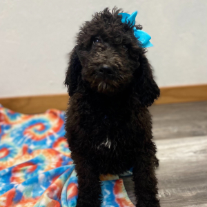 Poodle Puppy Evline