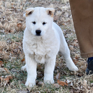 Shiba Inu Puppy Yori