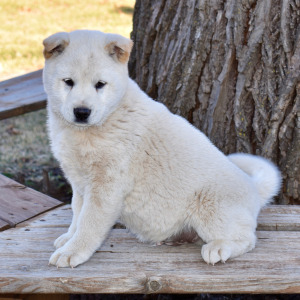 Shiba Inu Puppy Yori
