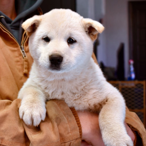 Shiba Inu Puppy Yori