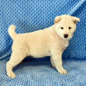 Shiba Inu Puppy Yori