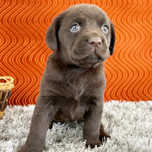 Labrador Retriever Puppy Sheba