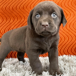 Labrador Retriever Puppy Sheba