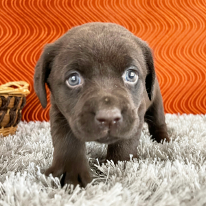 Labrador Retriever Puppy Sheba