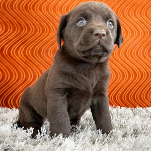 Labrador Retriever Puppy Sheba