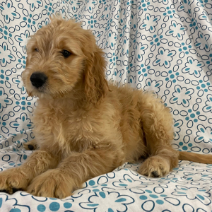 Goldendoodle Puppy Hank