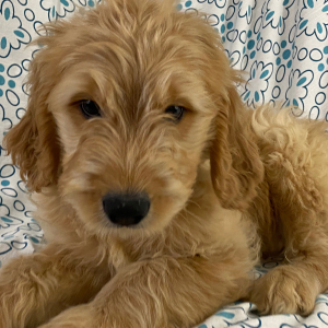 Goldendoodle Puppy Hank