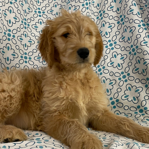 Goldendoodle Puppy Hank