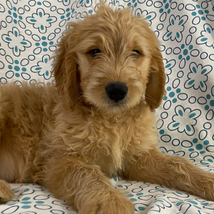 Goldendoodle Puppy Hank