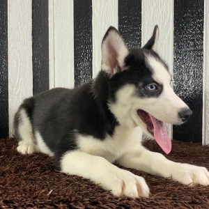 Siberian Husky Puppy Beth
