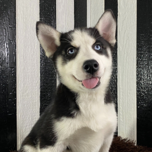 Siberian Husky Puppy Beth