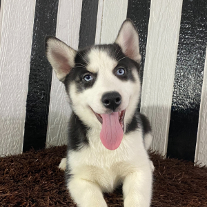 Siberian Husky Puppy Beth