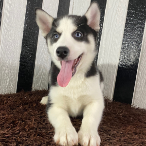 Siberian Husky Puppy Beth