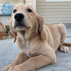Golden Retriever Puppy Gloria